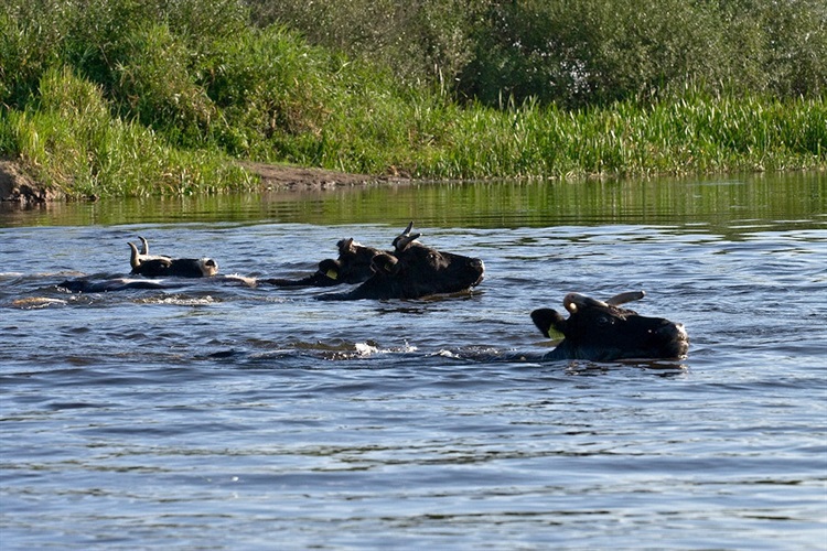 Brzostowo Kraina dzikiej przyrody i pływających krów. Atrakcje
